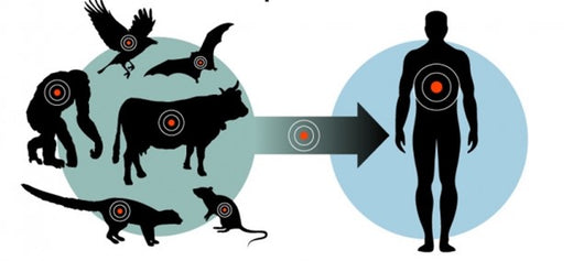 Target Enrichment Metaviromics Enables Comprehensive Surveillance of Coronaviruses